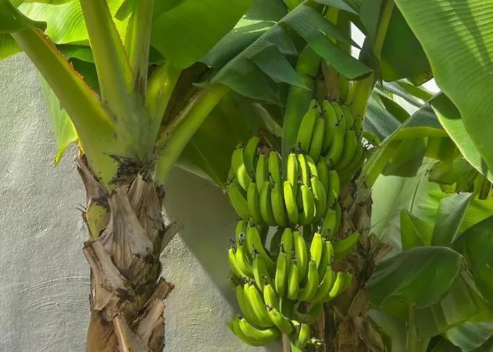 Malibu Blue 아데제