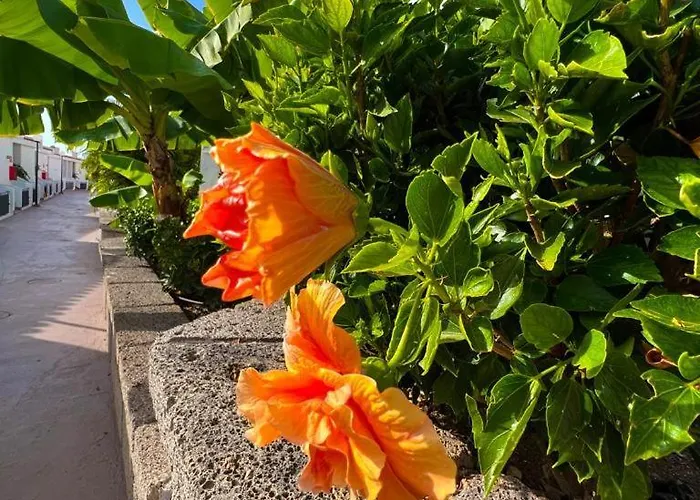 Malibu Blue Διαμέρισμα Costa Adeje (Tenerife)