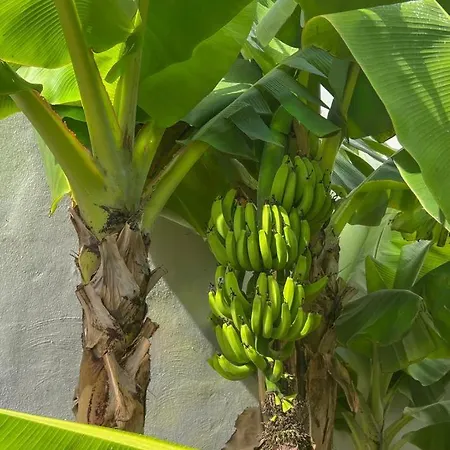 Malibu Blue אדחה